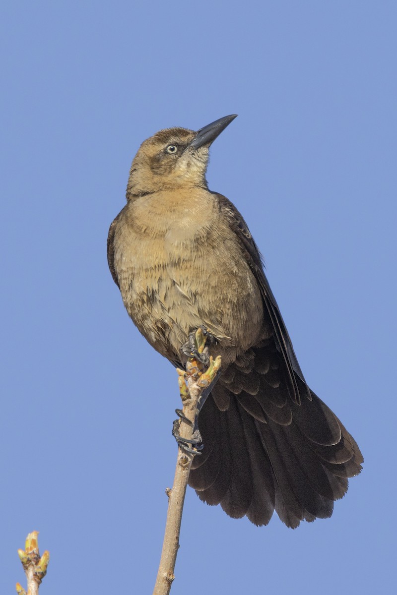 Great-tailed Grackle - ML617156154