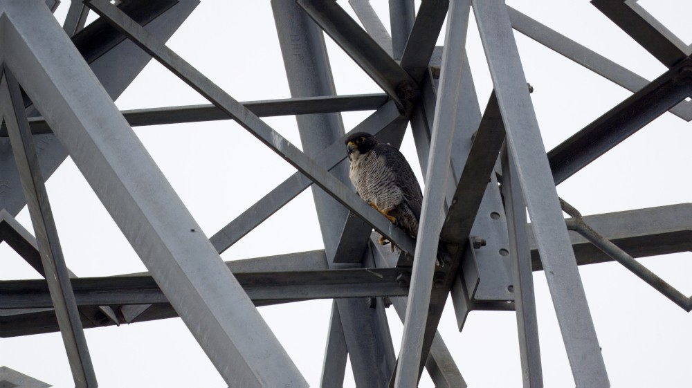 Peregrine Falcon (Australian) - ML617156161