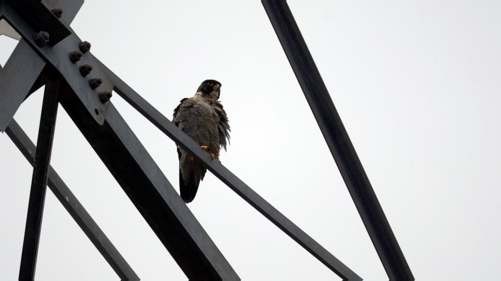 Peregrine Falcon (Australian) - ML617156162