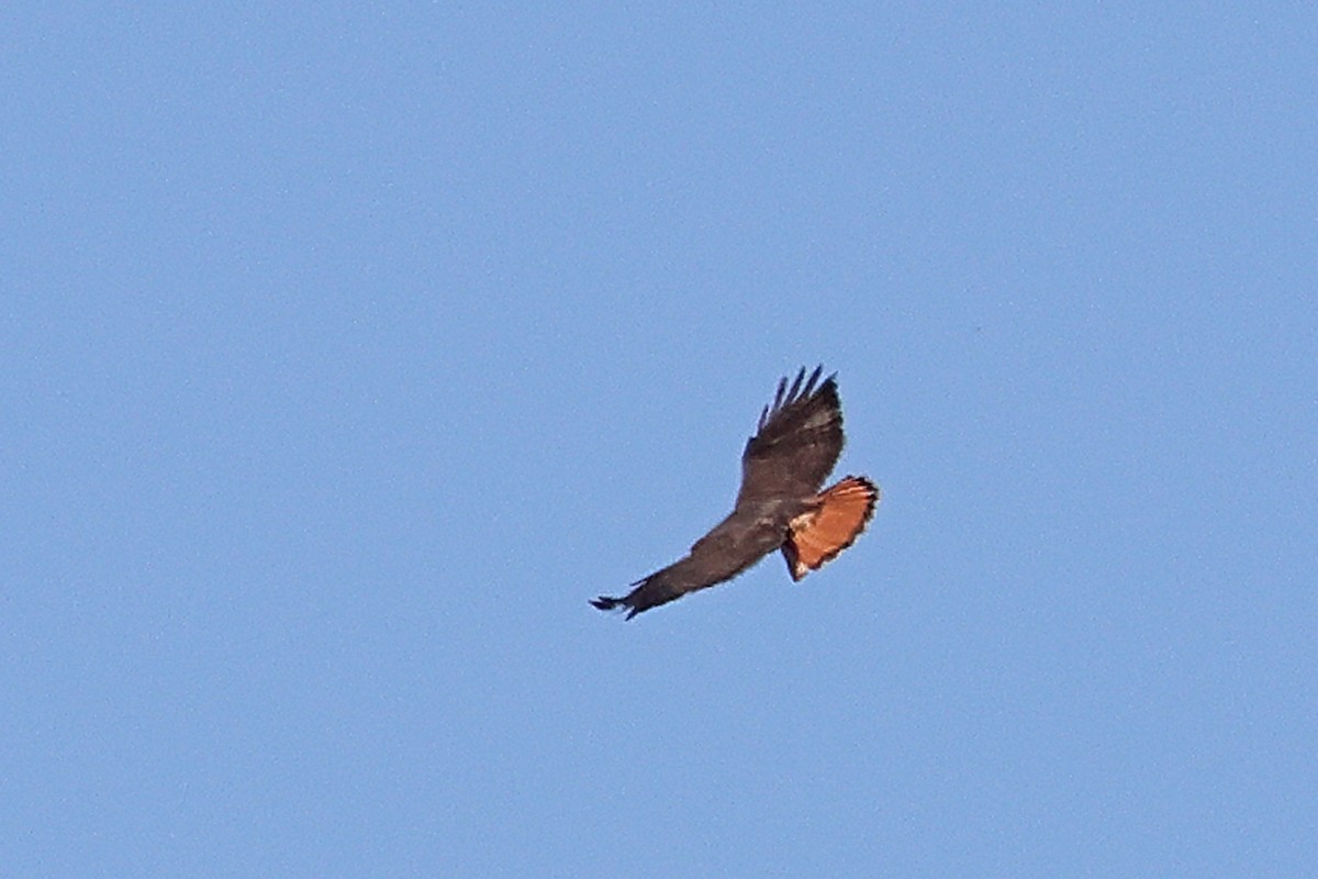 Red-tailed Hawk (calurus/alascensis) - Joe Wing