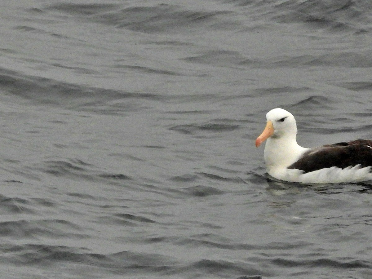 Black-browed Albatross - Glenda Tromp