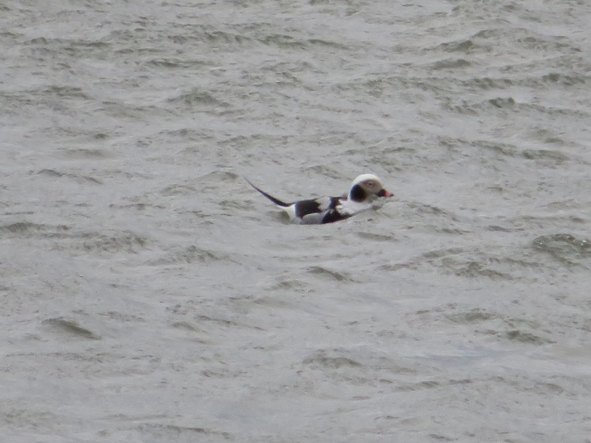 Long-tailed Duck - ML617156314