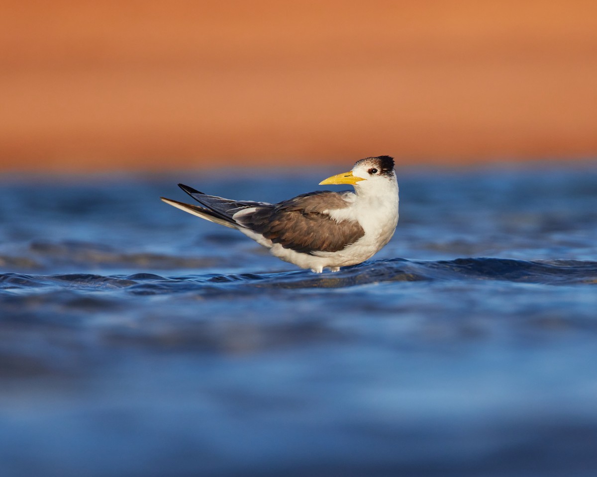 Great Crested Tern - ML617156360