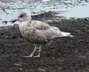 Iceland Gull - michael carmody