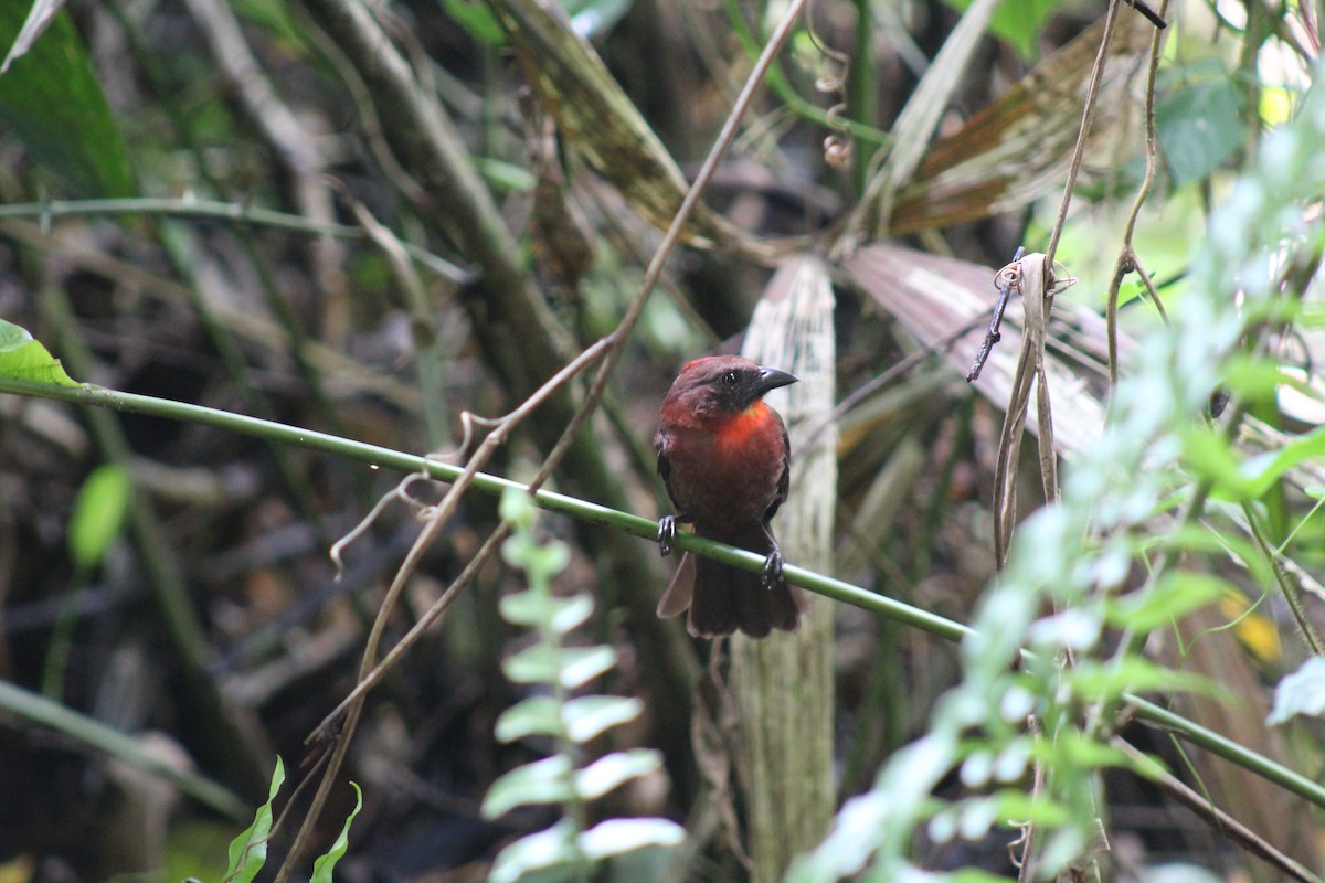 Red-throated Ant-Tanager - ML617156415