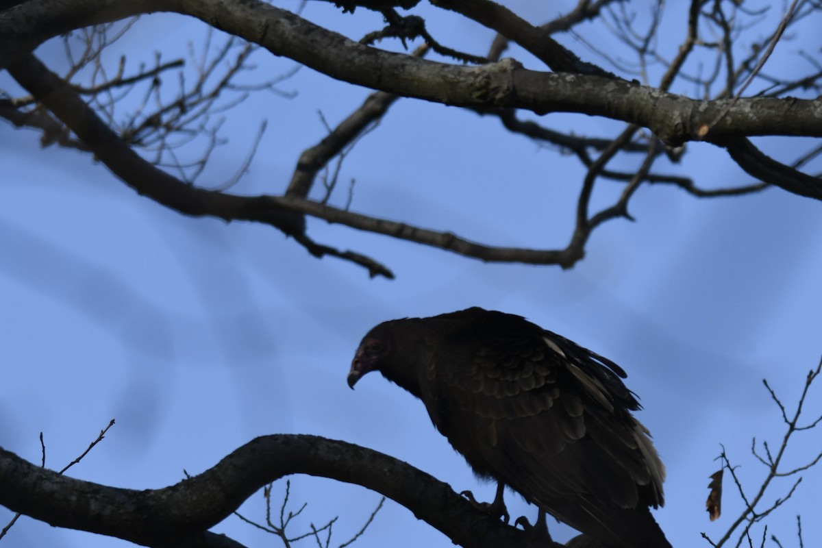 Turkey Vulture - ML617156523