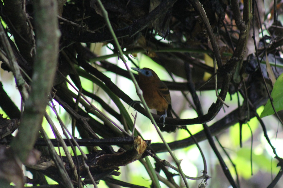 Bare-crowned Antbird - ML617156538