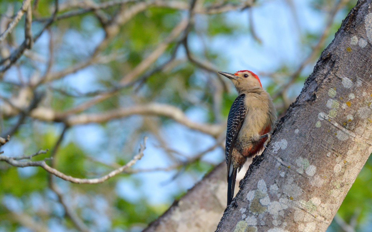 Golden-fronted Woodpecker (Velasquez's) - ML617156540