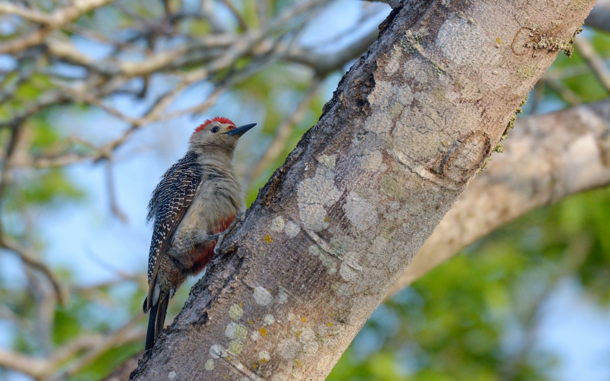 Golden-fronted Woodpecker (Velasquez's) - ML617156541