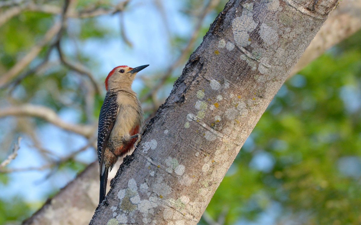 Golden-fronted Woodpecker (Velasquez's) - ML617156542