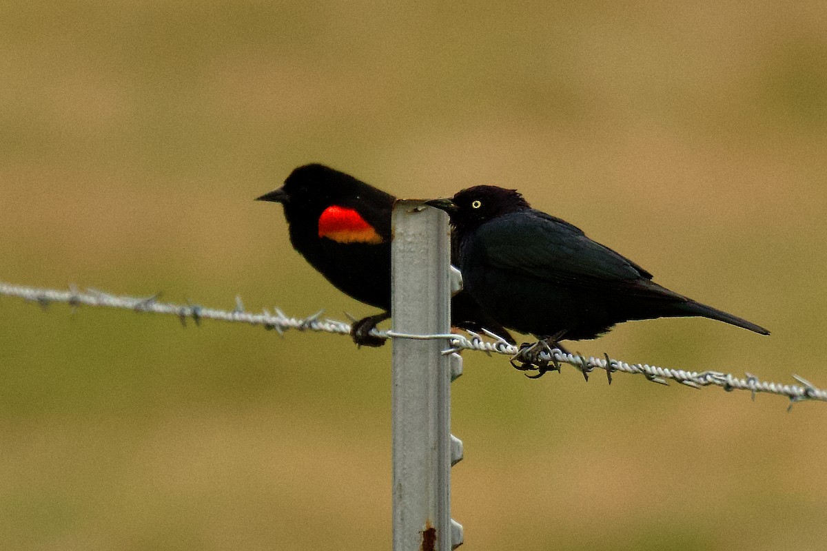 Red-winged Blackbird - ML617156589