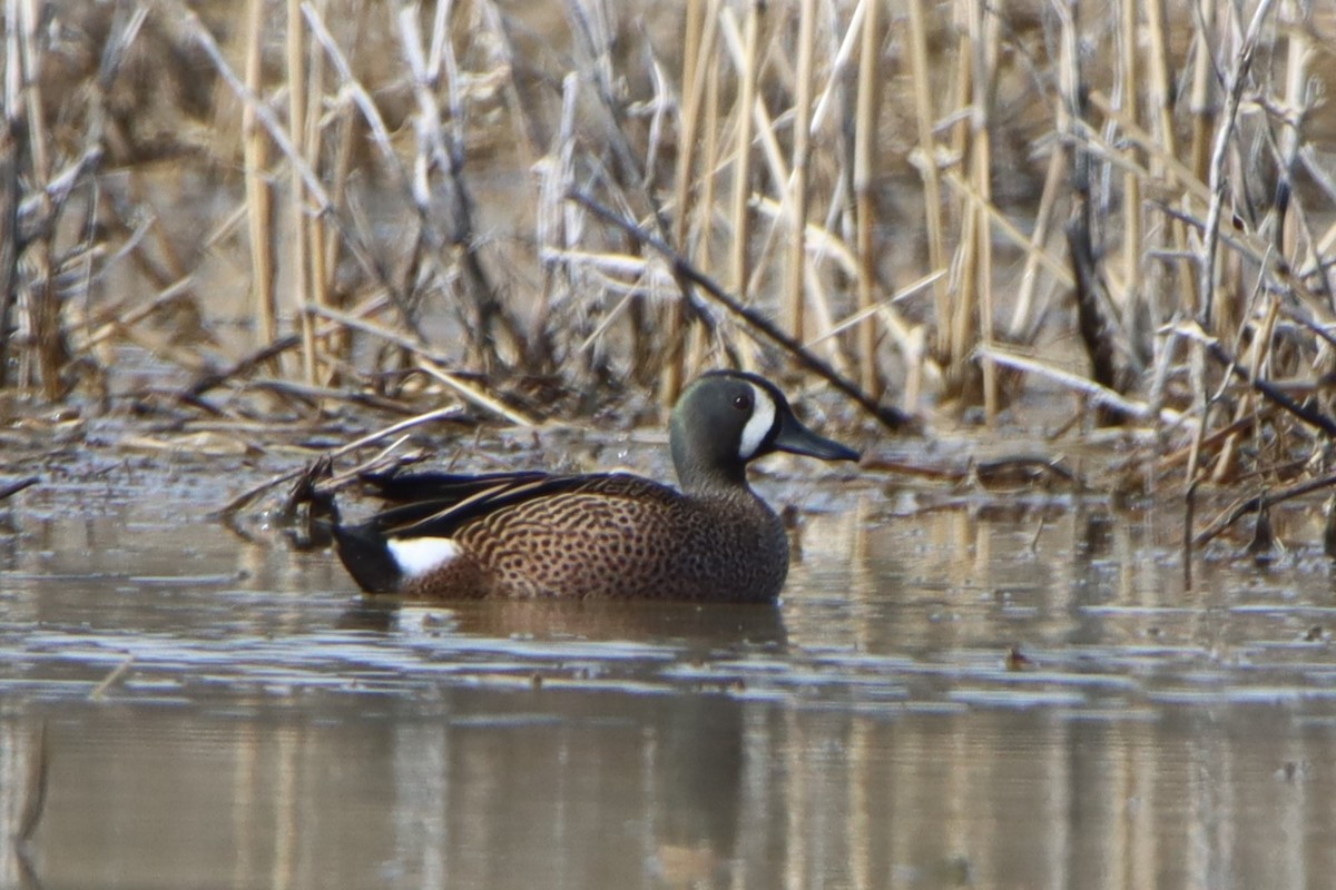 Blue-winged Teal - ML617156591