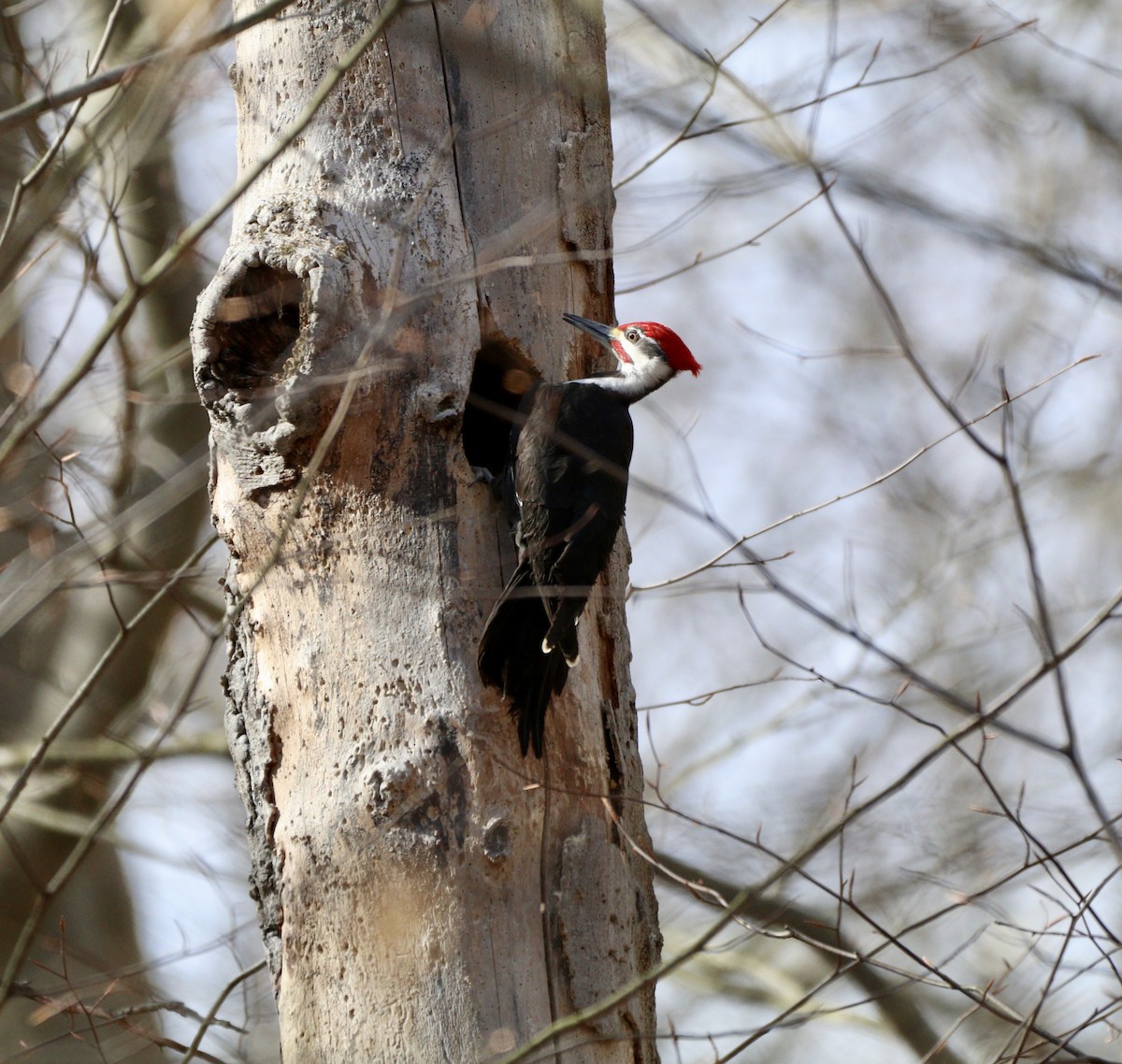 Pileated Woodpecker - ML617156599
