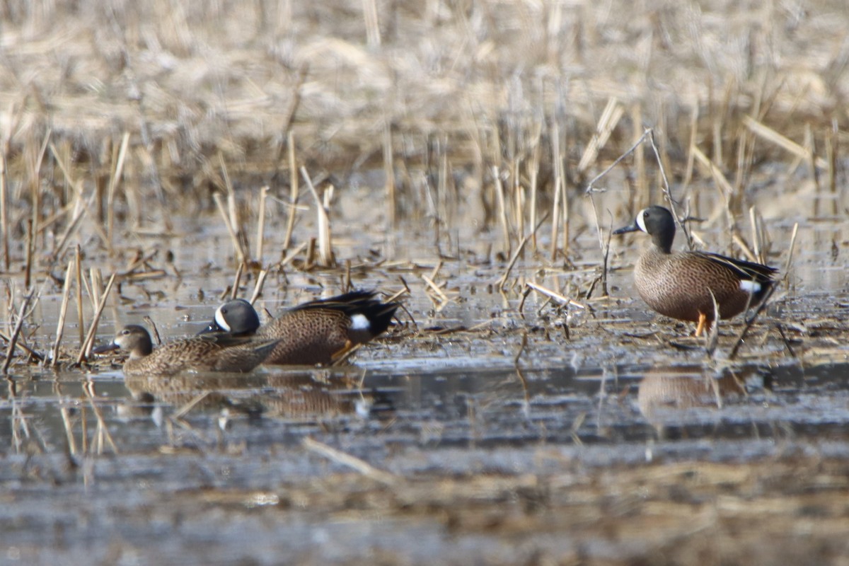 Blue-winged Teal - ML617156634
