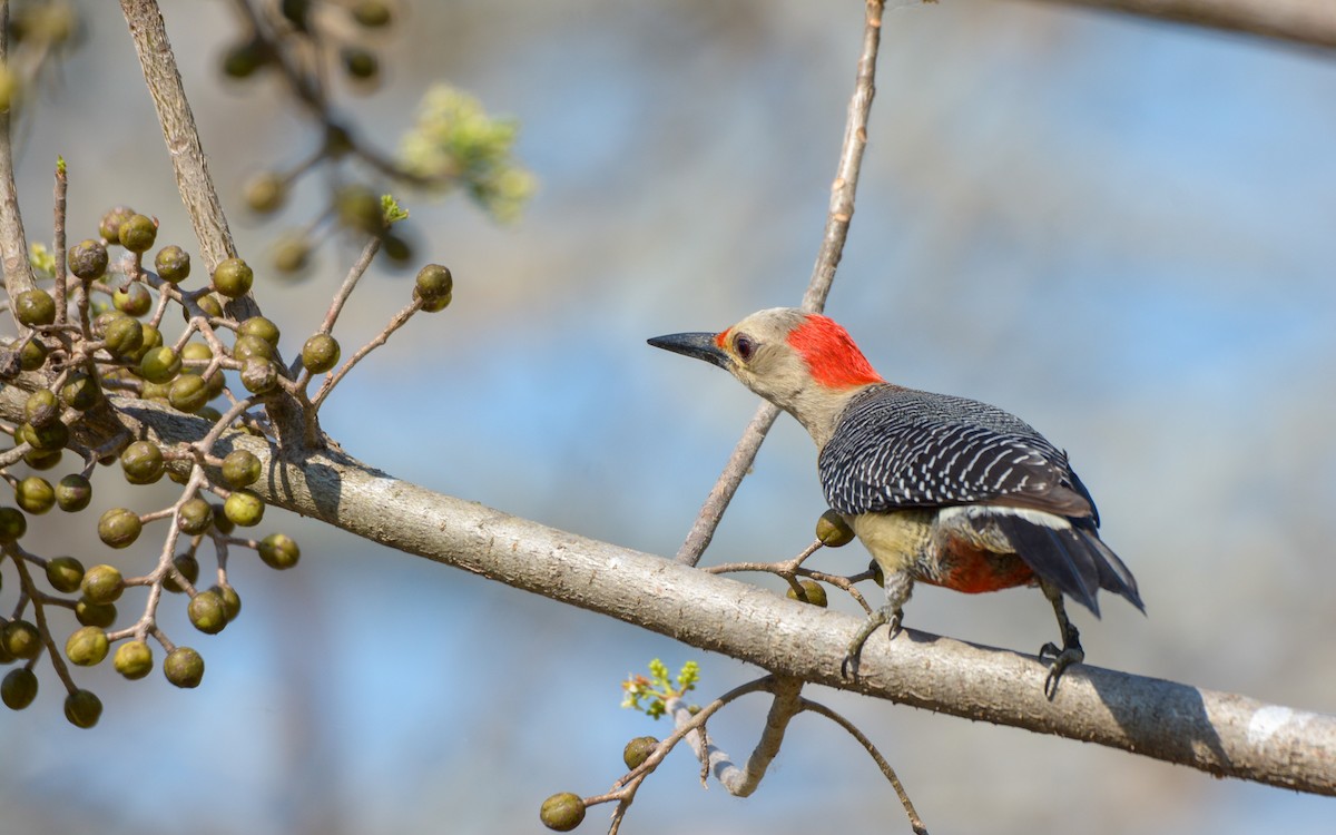 Golden-fronted Woodpecker (Velasquez's) - ML617156667