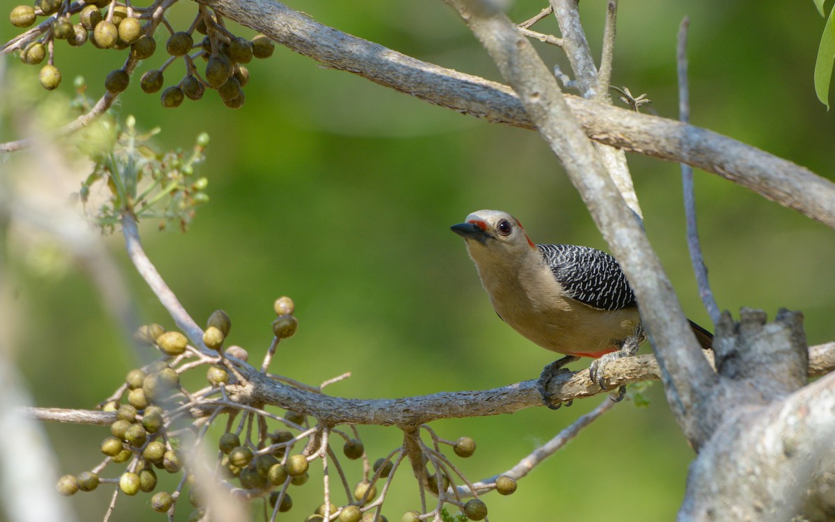 Golden-fronted Woodpecker (Velasquez's) - ML617156668