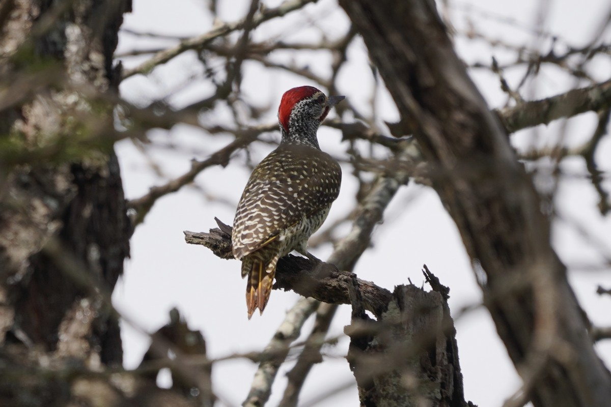 Nubian Woodpecker - ML617156740