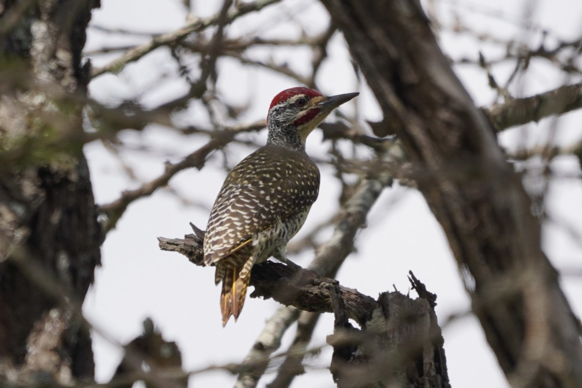 Nubian Woodpecker - ML617156741