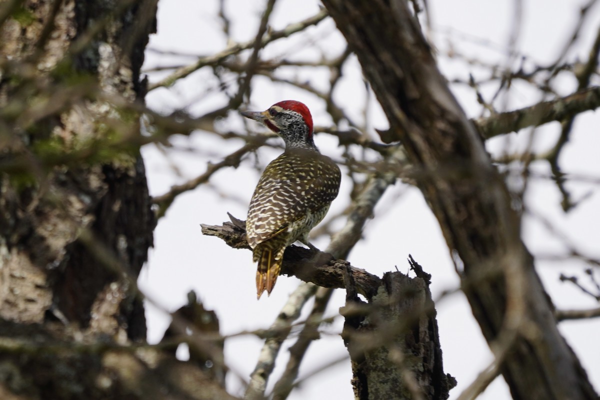 Nubian Woodpecker - Greg Hertler