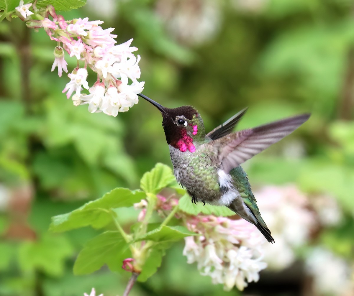 Anna's Hummingbird - ML617156893