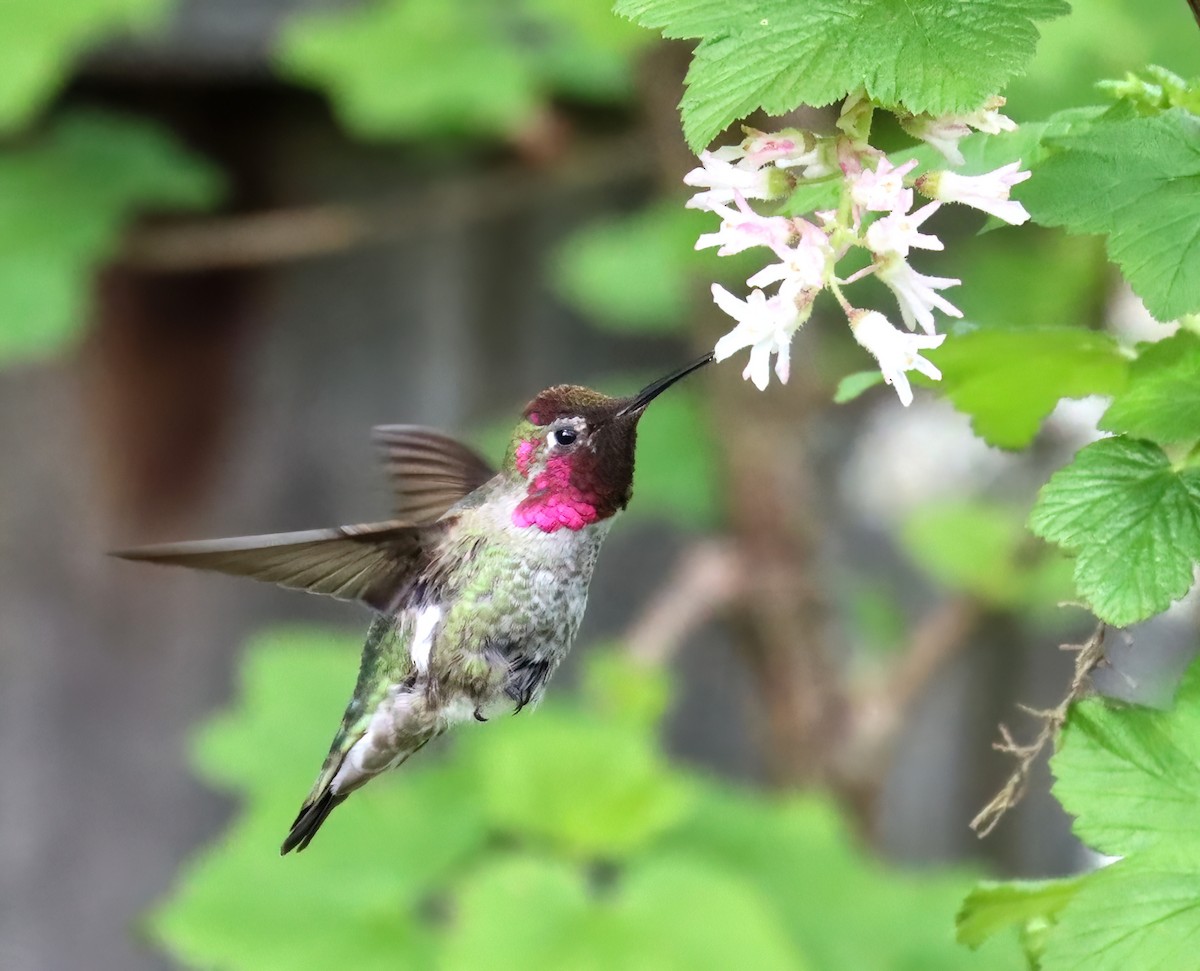 Anna's Hummingbird - Charlotte Byers