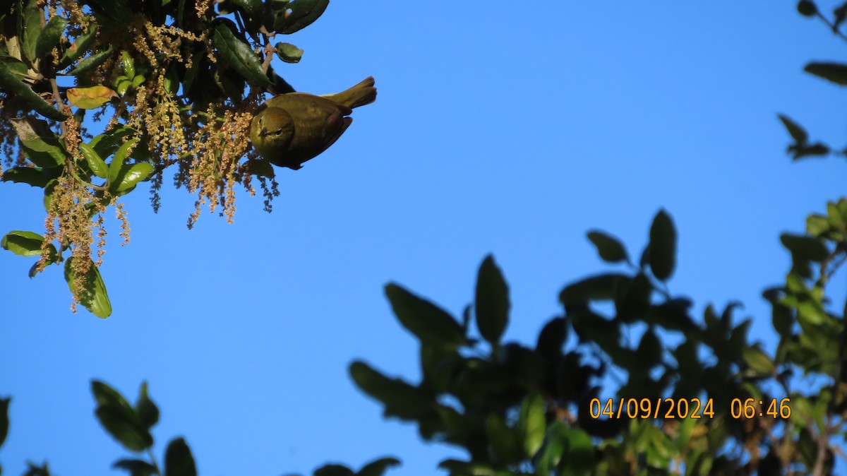 Orange-crowned Warbler - ML617156910