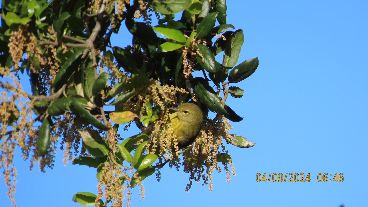 Orange-crowned Warbler - Zehava Purim-Adimor
