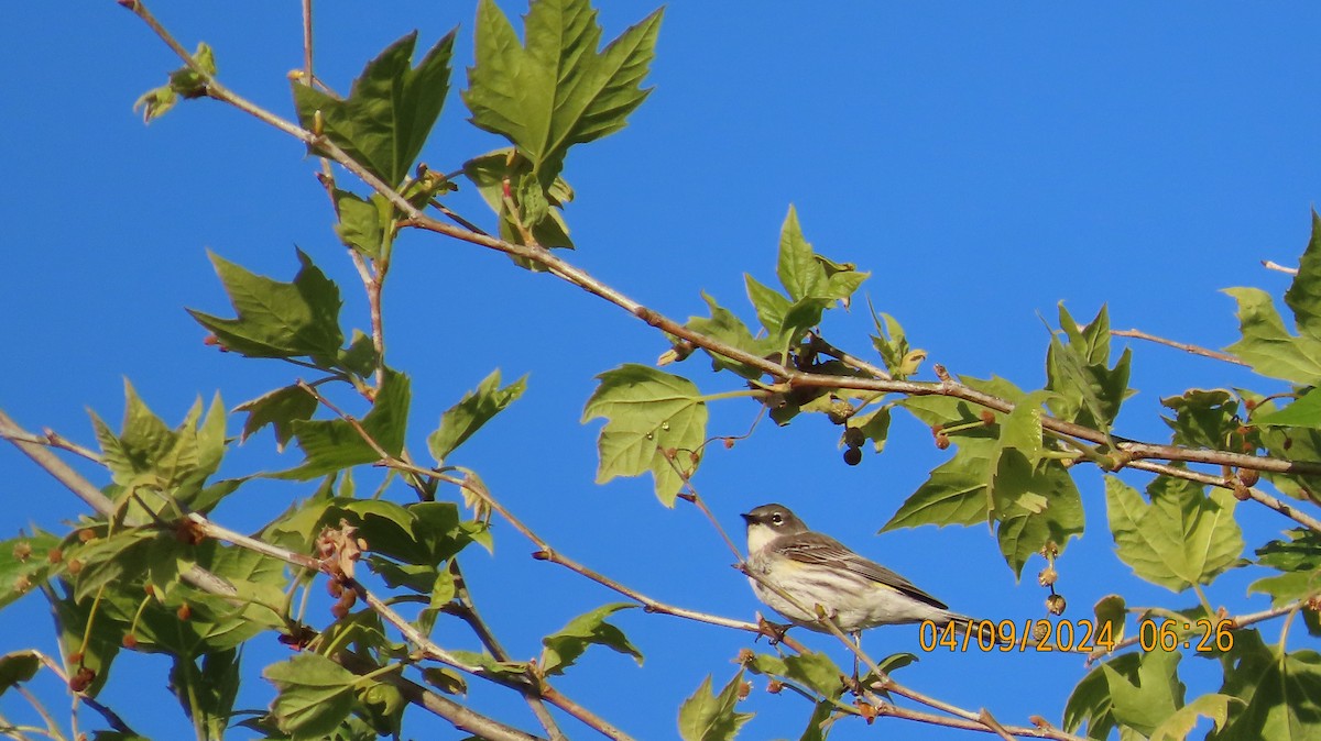 Yellow-rumped Warbler (Myrtle) - Zehava Purim-Adimor