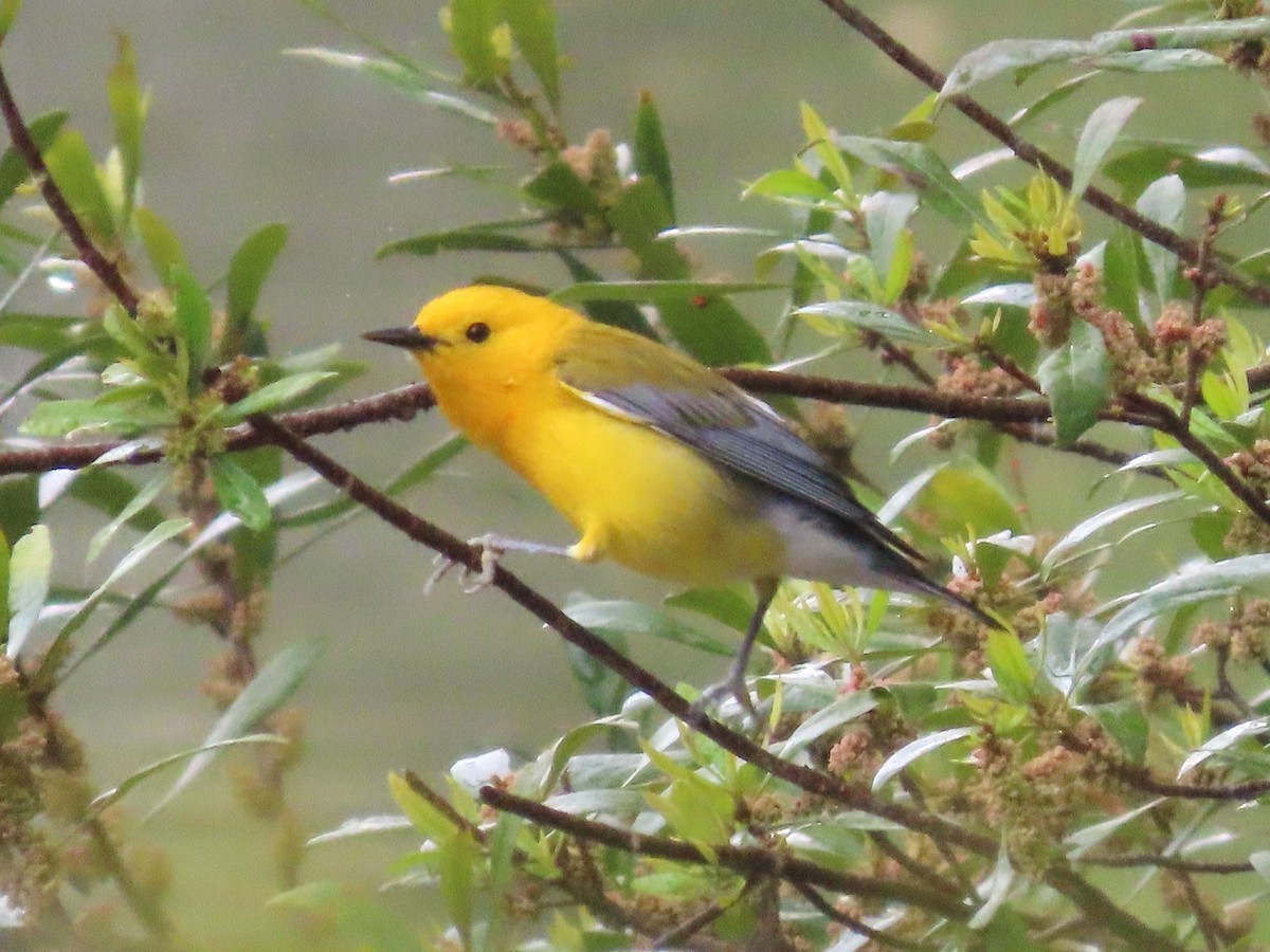 Prothonotary Warbler - ML617157108