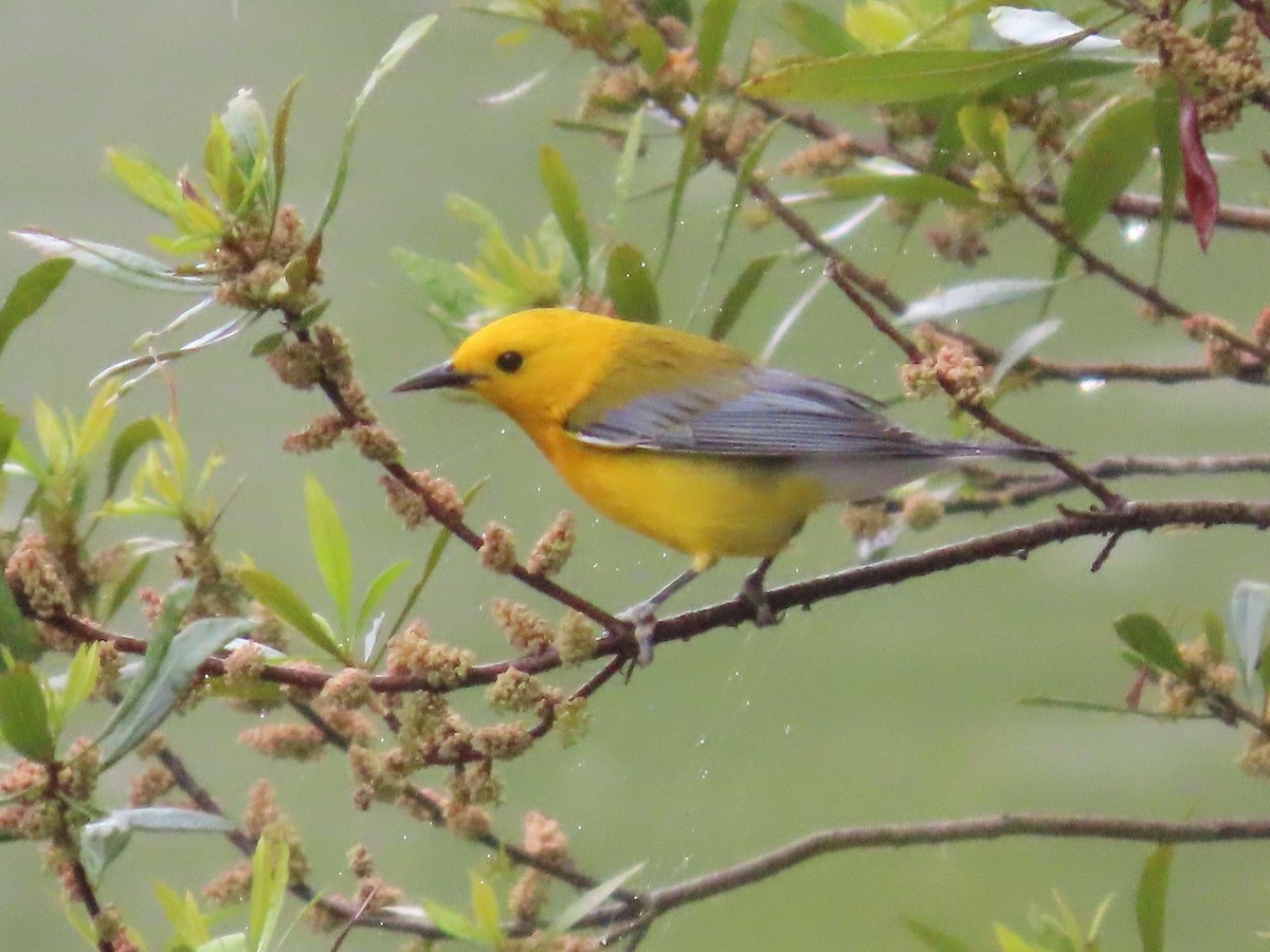 Prothonotary Warbler - ML617157109