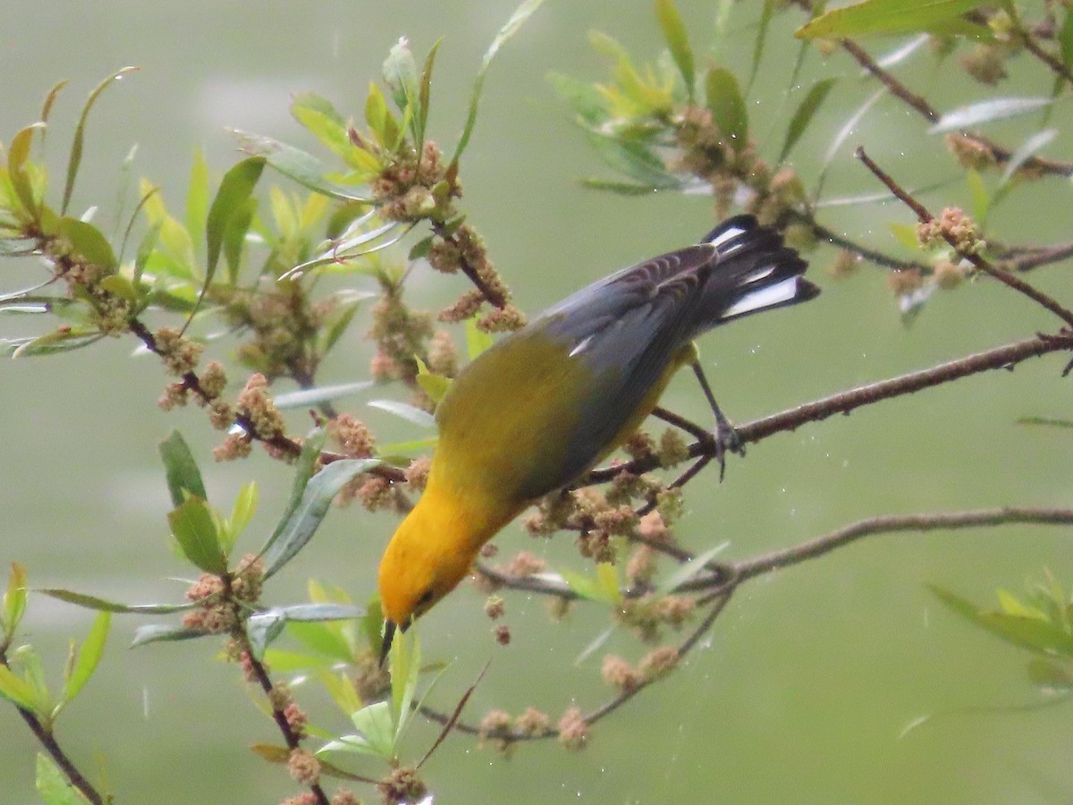 Prothonotary Warbler - ML617157110