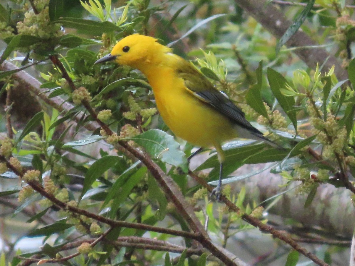 Prothonotary Warbler - ML617157111