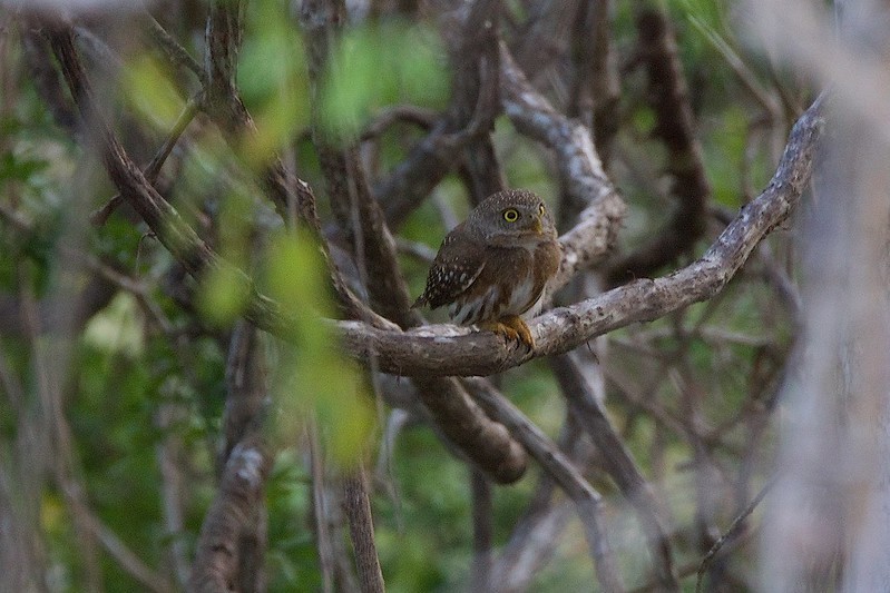 Colima Pygmy-Owl - ML617157112