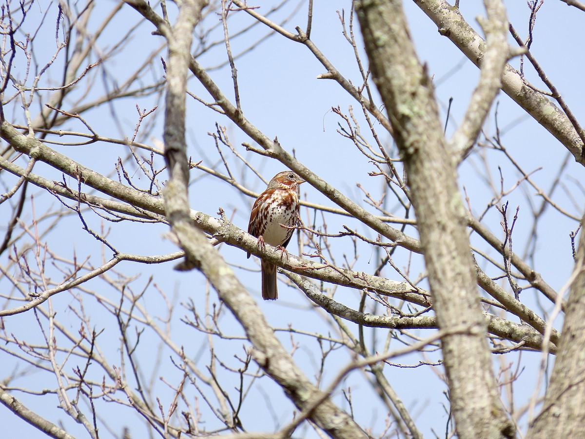 Fox Sparrow (Red) - ML617157165