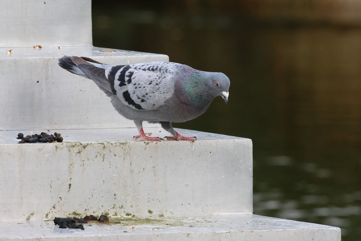 Rock Pigeon (Feral Pigeon) - ML617157234