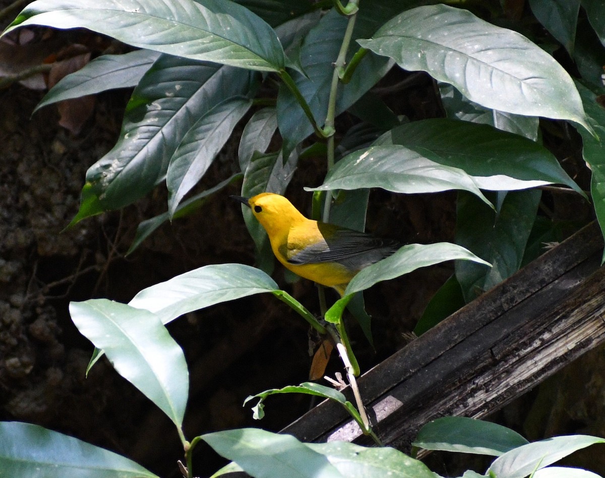Prothonotary Warbler - ML617157285
