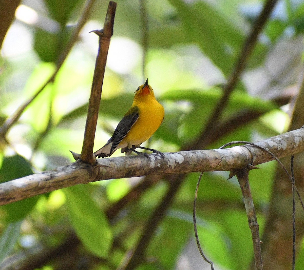 Prothonotary Warbler - ML617157287