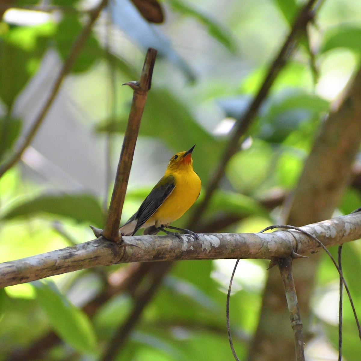 Prothonotary Warbler - ML617157290