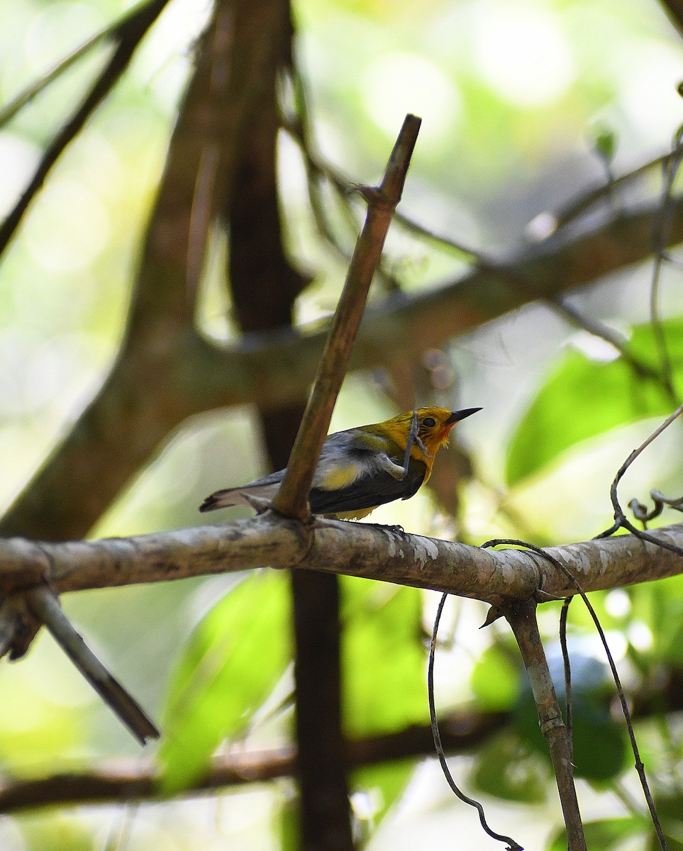 Prothonotary Warbler - ML617157291