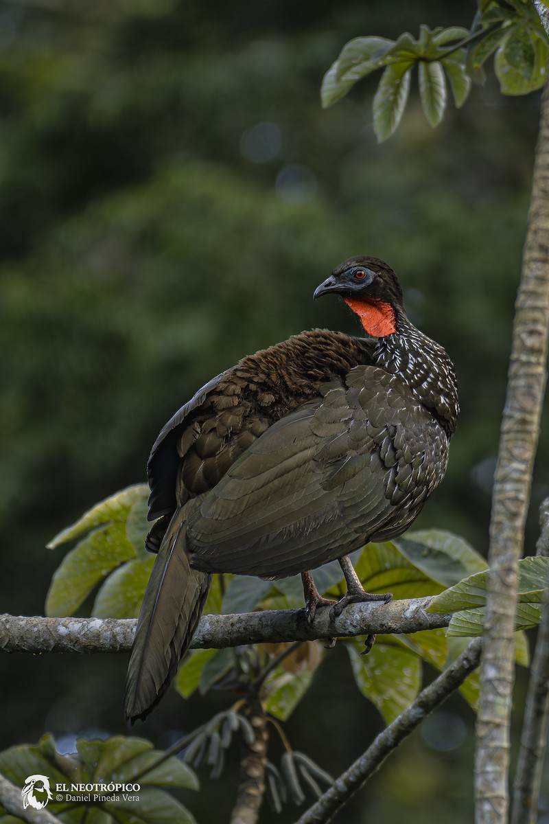 Crested Guan - ML617157329