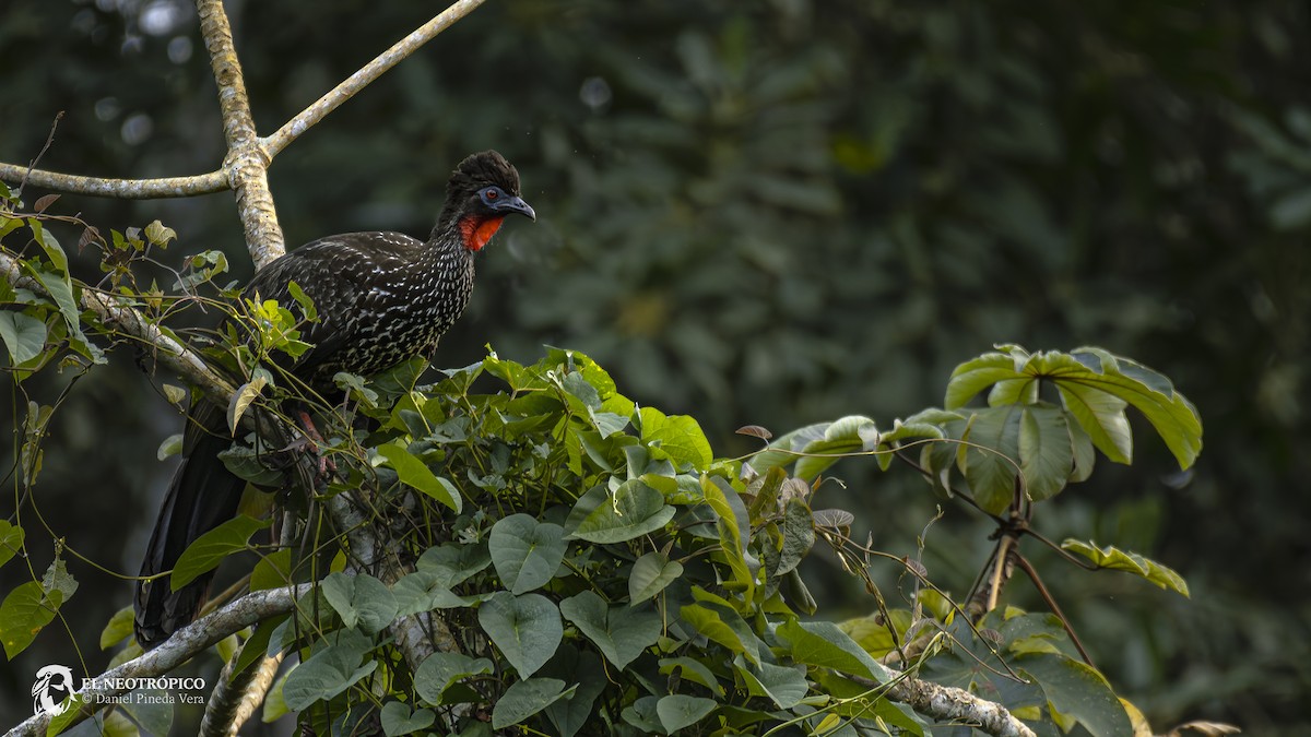 Crested Guan - ML617157330