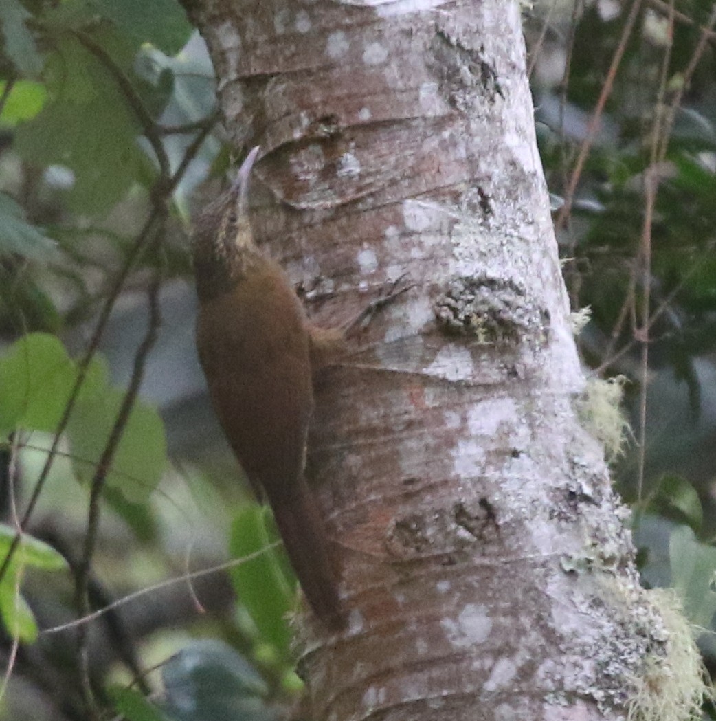 Strong-billed Woodcreeper - ML617157335