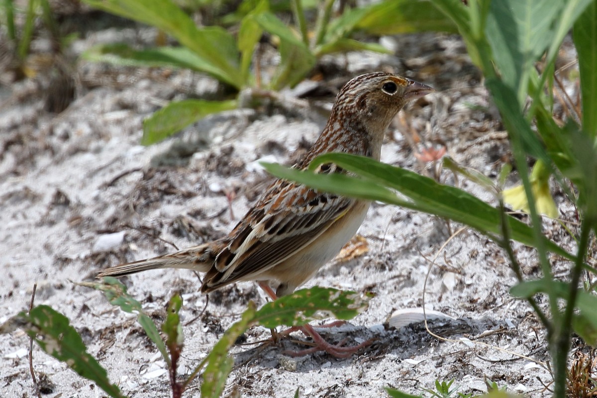 Grasshopper Sparrow - ML617157473