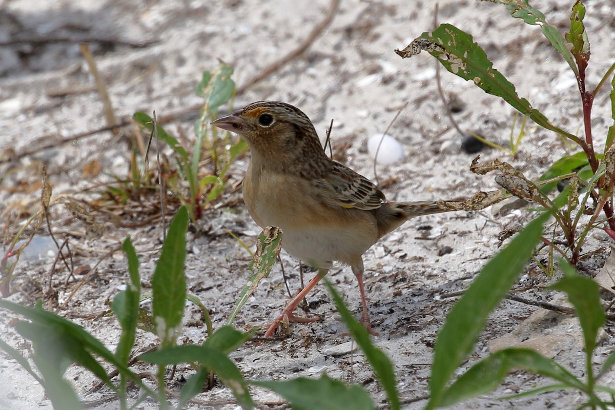 Grasshopper Sparrow - ML617157474