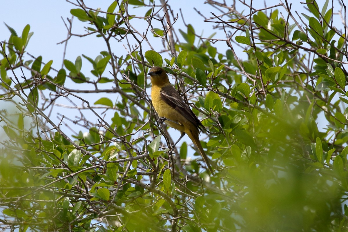 Orchard Oriole - ML617157481