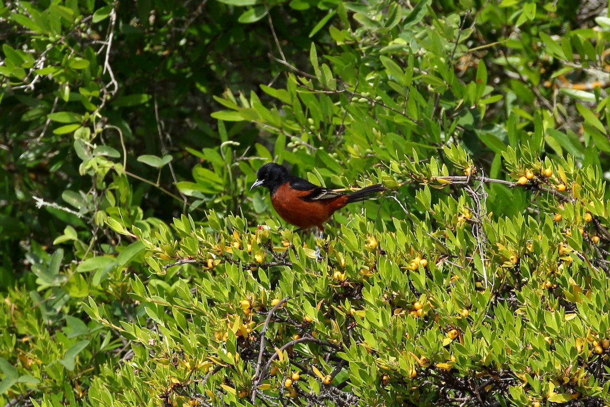 Orchard Oriole - ML617157482