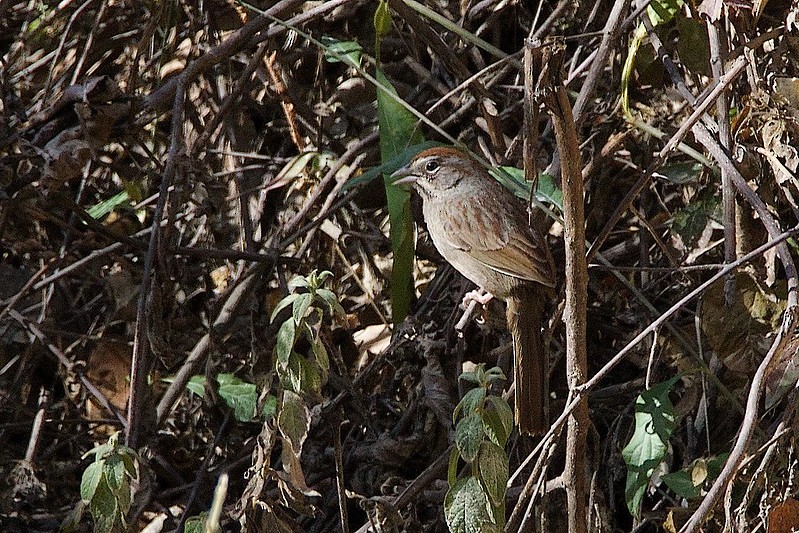 Oaxaca Sparrow - ML617157566