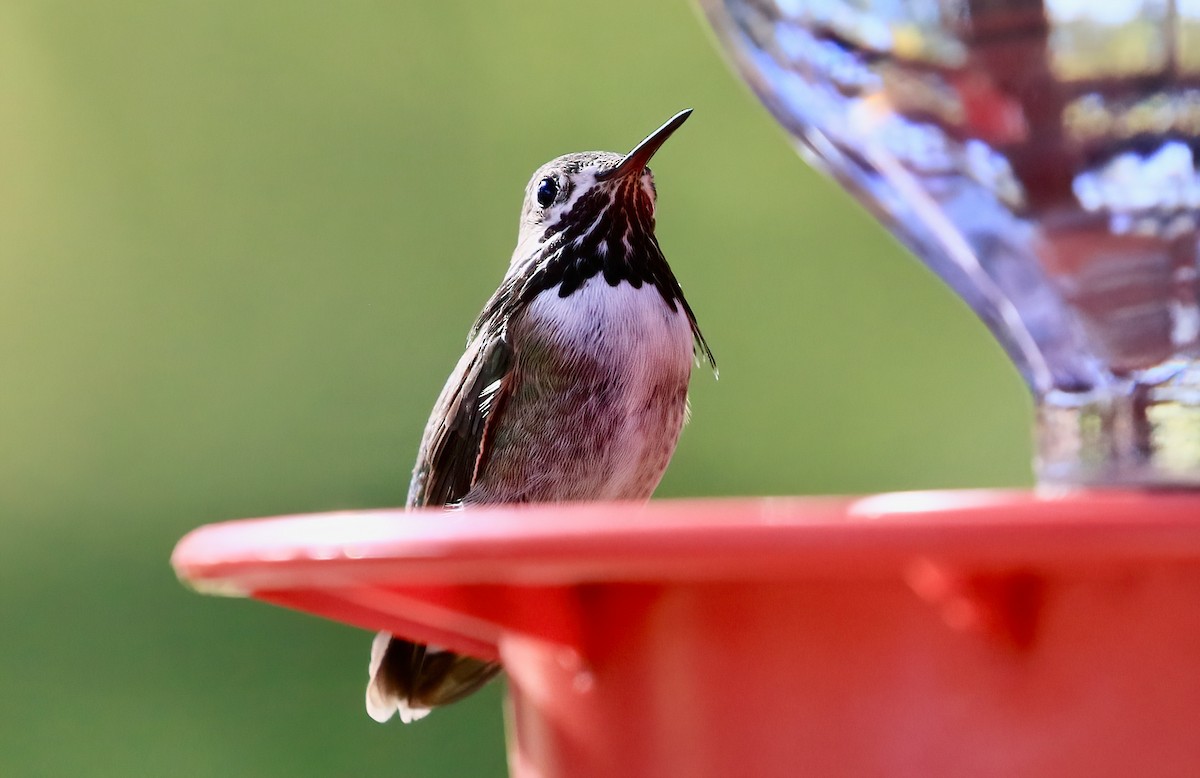 Calliope Hummingbird - ML617157636
