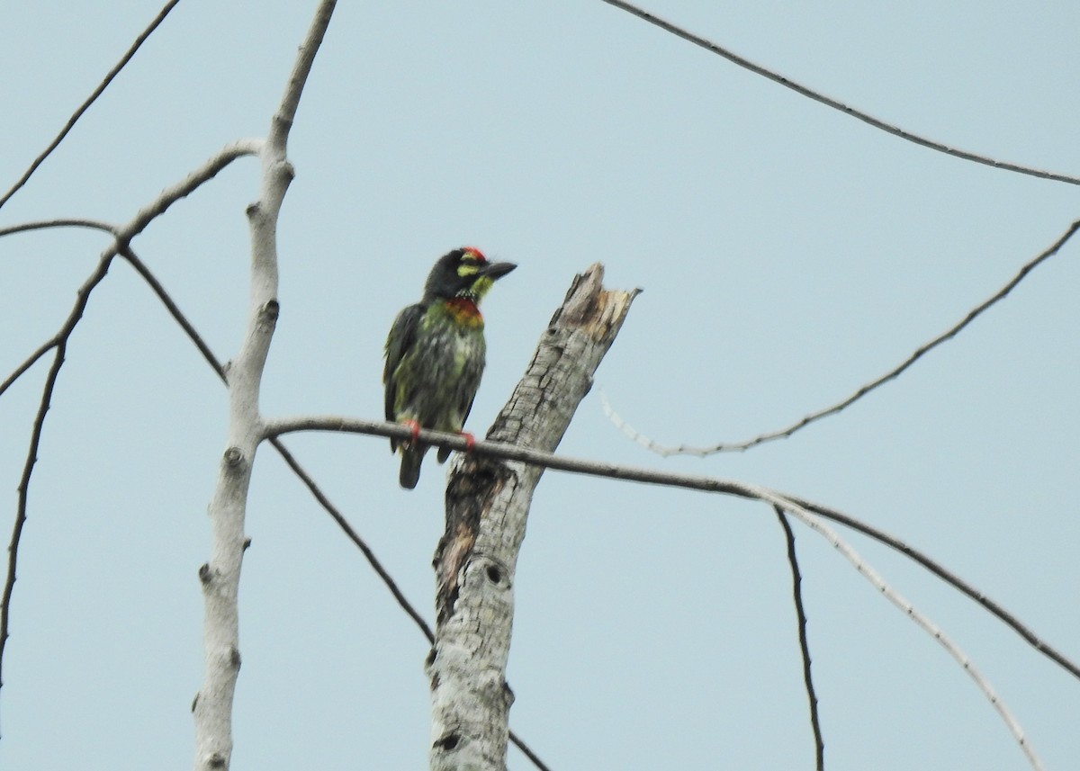 Coppersmith Barbet - YM Liew