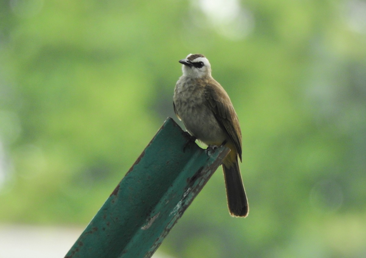 Yellow-vented Bulbul - YM Liew